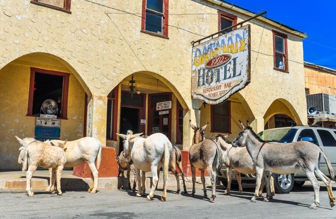 The town of Oatman (Oatman, Arizona)